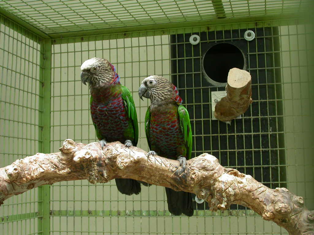 buy parrot Online